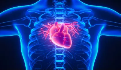 Maquinaria Cardíaca: Funciones y Estructuras Esenciales